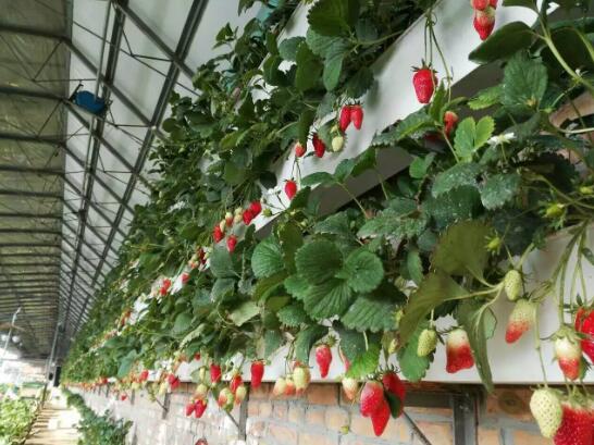 草莓怎么立體栽培？立體種植草莓技術介紹